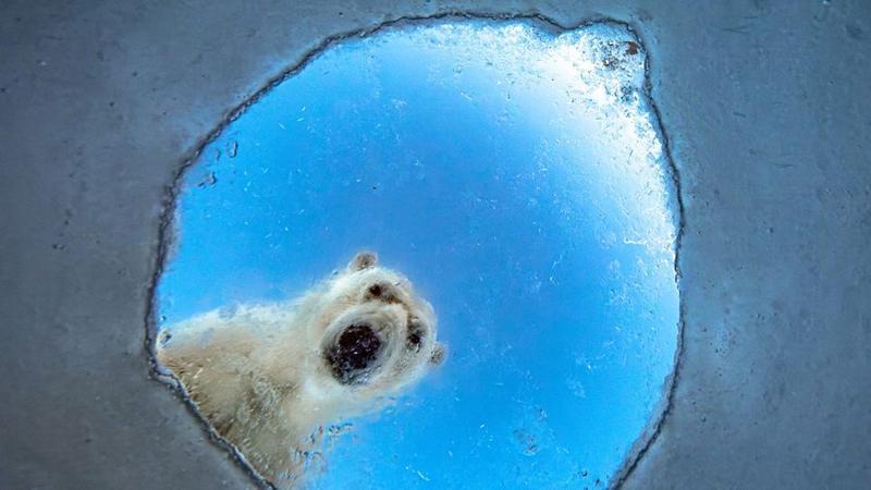 The winning images from this year's European Wildlife Photographer of the Year competition.