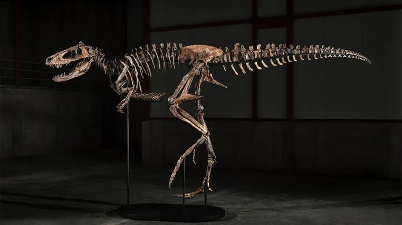 Dinosaur ‘Jodi’ sold for $47.3 million on Tuesday at Sotheby's New York, more than five times its $9 million high estimate.