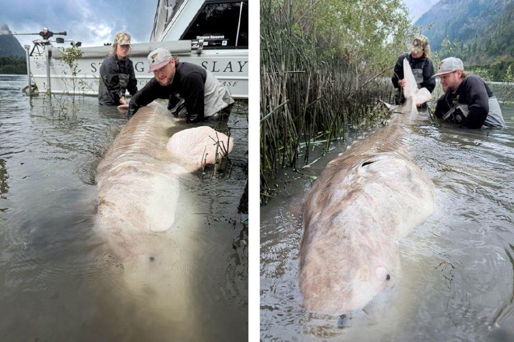 The untagged 11-foot-4-inch white sturgeon was tagged and released. Her guide calls it one of the largest ever caught by a female angler on…